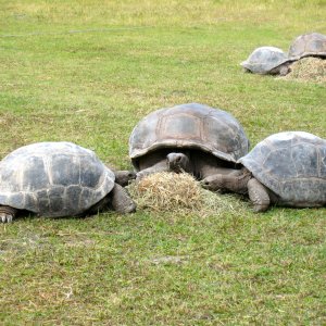 ALDABRA BREEDER