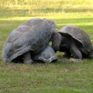 ALDABRA BREEDER