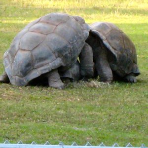 ALDABRA BREEDER