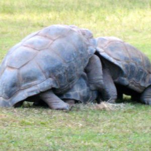 ALDABRA BREEDER