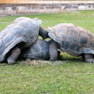 ALDABRA BREEDER