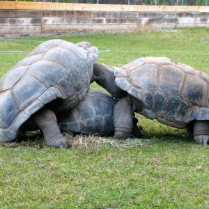 ALDABRA BREEDER