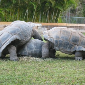 ALDABRA BREEDER