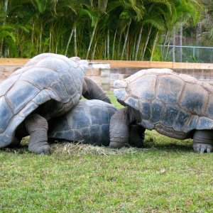 ALDABRA BREEDER