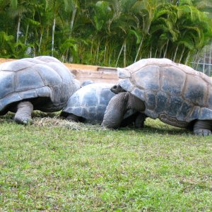 ALDABRA BREEDER
