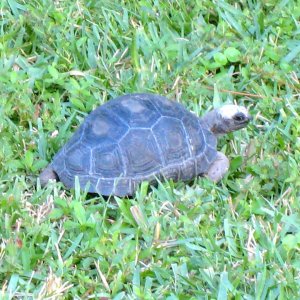 ALDABRA BREEDER