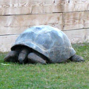 ALDABRA BREEDER