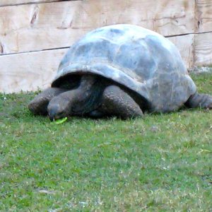 ALDABRA BREEDER