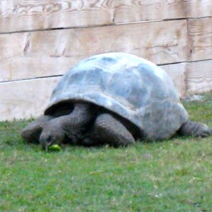 ALDABRA BREEDER