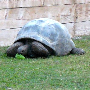 ALDABRA BREEDER