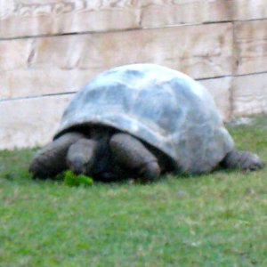 ALDABRA BREEDER