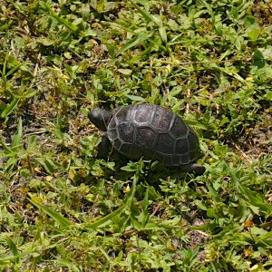 ALDABRA BREEDER