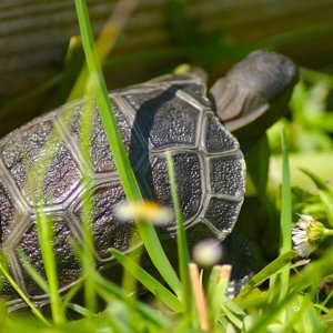 ALDABRA BREEDER
