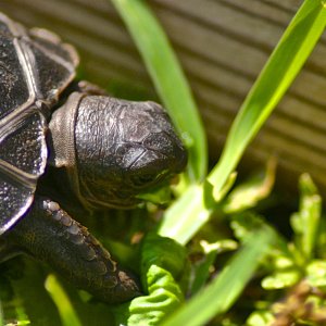 ALDABRA BREEDER