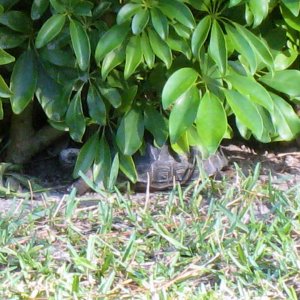 ALDABRA BREEDER