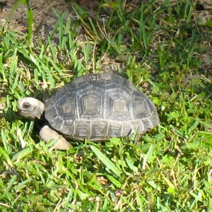 ALDABRA BREEDER