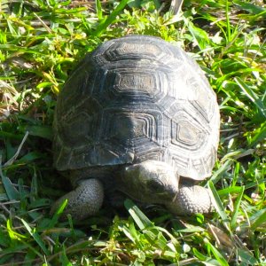 ALDABRA BREEDER