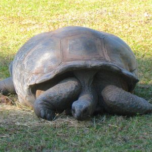 ALDABRA BREEDER