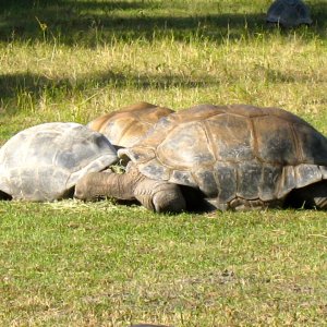 ALDABRA BREEDER