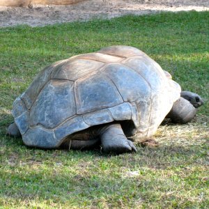 ALDABRA BREEDER