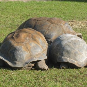 ALDABRA BREEDER