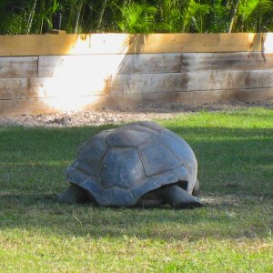 ALDABRA BREEDER