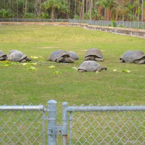 ALDABRA BREEDER