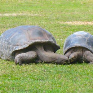 ALDABRA BREEDER