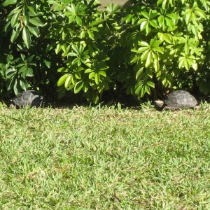 ALDABRA BREEDER