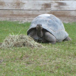 ALDABRA BREEDER