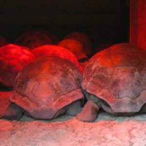 ALDABRA BREEDER