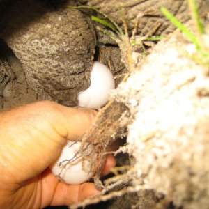 ALDABRA BREEDER