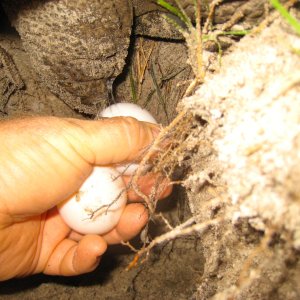 ALDABRA BREEDER