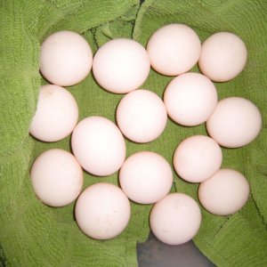 ALDABRA BREEDER