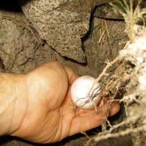 ALDABRA BREEDER