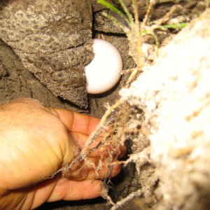 ALDABRA BREEDER
