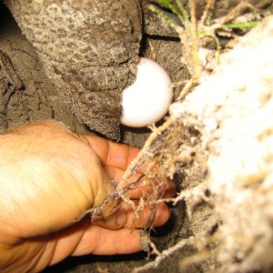 ALDABRA BREEDER