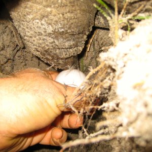 ALDABRA BREEDER