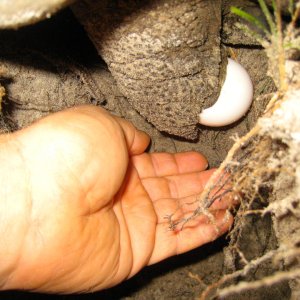 ALDABRA BREEDER