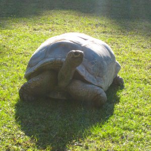 ALDABRA BREEDER