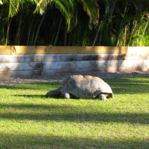 ALDABRA BREEDER