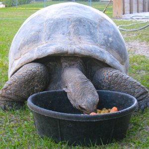 ALDABRA BREEDER