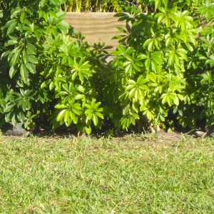 ALDABRA BREEDER