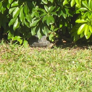 ALDABRA BREEDER
