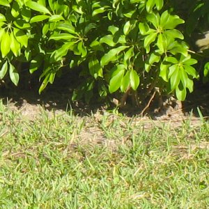 ALDABRA BREEDER