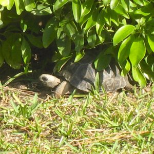 ALDABRA BREEDER