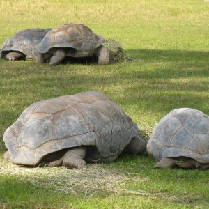 ALDABRA BREEDER