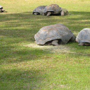 ALDABRA BREEDER