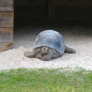 ALDABRA BREEDER