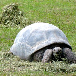 ALDABRA BREEDER